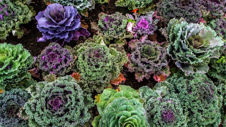 variety-of-kale